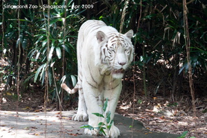 20090423 Singapore Zoo  79 of 97 